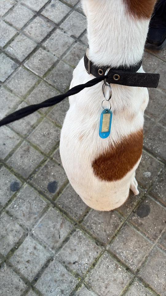 SosAbuelos1's tweet image. 🔴 ¿𝐋𝐚 𝐜𝐨𝐧𝐨𝐜𝐞𝐬?? ¿𝐒𝐚𝐛𝐞𝐬 𝐝𝐞 𝐪𝐮𝐢é𝐧 𝐞𝐬???
Perrita encontrada ahora mismo (Jueves 08/01/26) en el 𝗵𝗼𝘀𝗽𝗶𝘁𝗮𝗹 𝗩𝗶𝗿𝗴𝗲𝗻 𝗱𝗲𝗹 𝗥𝗼𝗰í𝗼, (#𝗦𝗘𝗩𝗜𝗟𝗟𝗔). 

Lleva una chapita con un teléfono, pero llaman y dicen que no es de ellos…

Quienes la han…