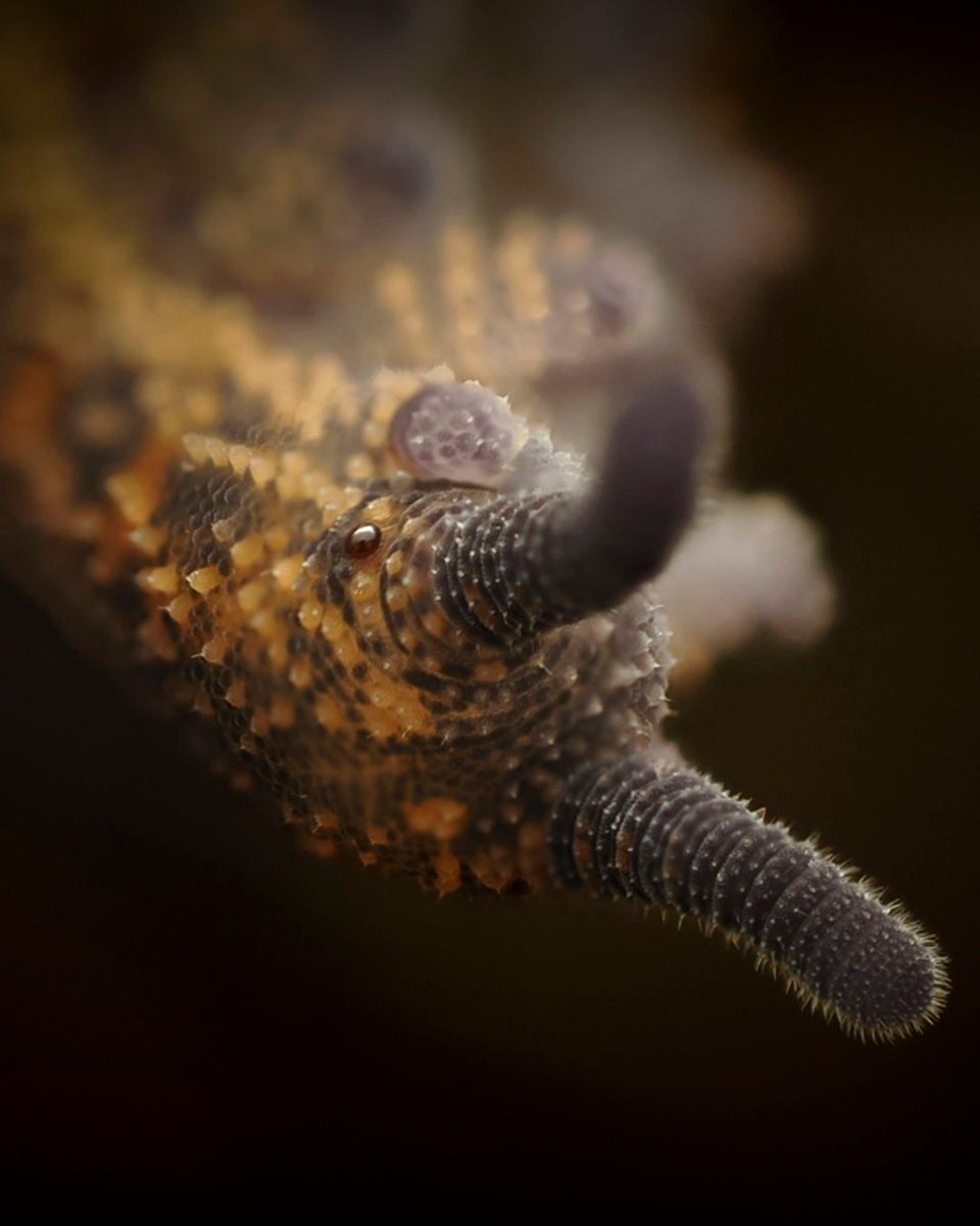 inaturalist's tweet image. Velvet worm stare-down. (You're currently face-to-face with the species Peripatoides suteri!) 

📷 emily_r on iNaturalist
📍 New Zealand
🔗: inaturalist.org/observations/3…
#ObservationOfTheDay