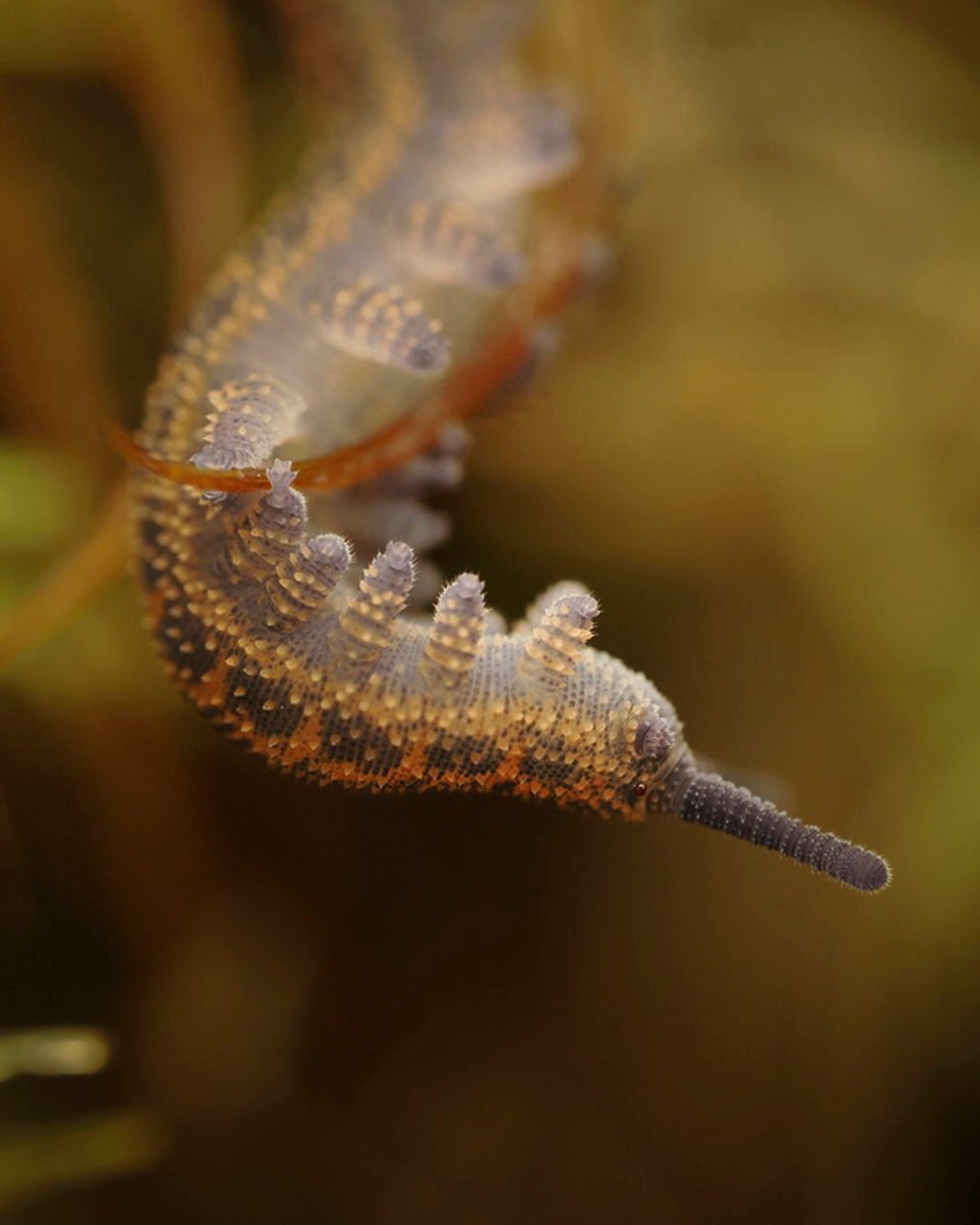 inaturalist's tweet image. Velvet worm stare-down. (You're currently face-to-face with the species Peripatoides suteri!) 

📷 emily_r on iNaturalist
📍 New Zealand
🔗: inaturalist.org/observations/3…
#ObservationOfTheDay