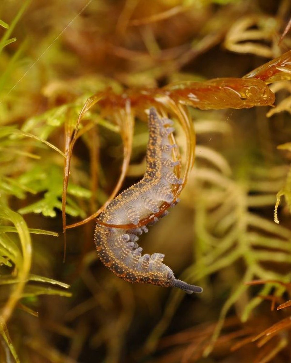 inaturalist's tweet image. Velvet worm stare-down. (You're currently face-to-face with the species Peripatoides suteri!) 

📷 emily_r on iNaturalist
📍 New Zealand
🔗: inaturalist.org/observations/3…
#ObservationOfTheDay