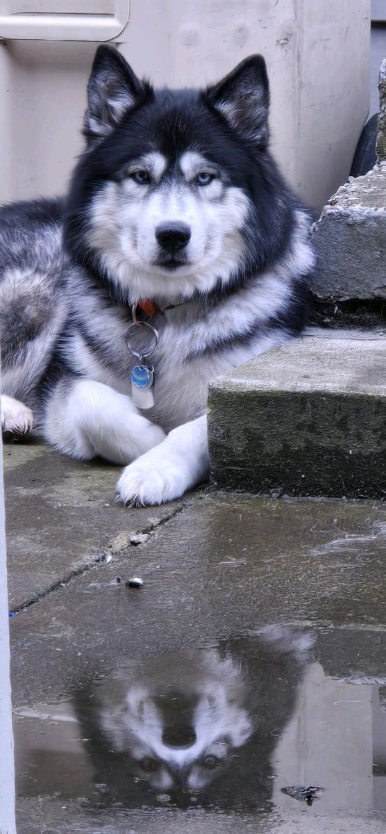 EriksinTheRed's tweet photo. @pinkchyu She passed away a year and a half ago, but this is Lagertha. Miss her so much. https://t.co/QR1LekDwlN
