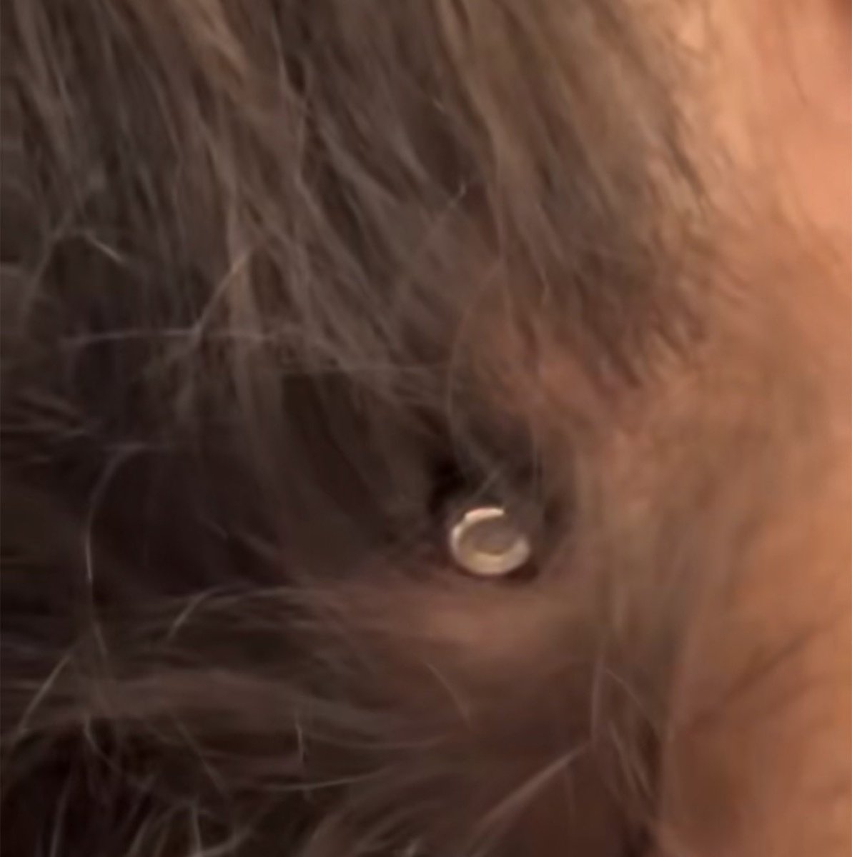 Emeliarjl's tweet image. Child Lana Al-Basous miraculously survives after being shot in the head by a drone-fired bullet.
The bullet lodged between her skull and scalp without penetrating.