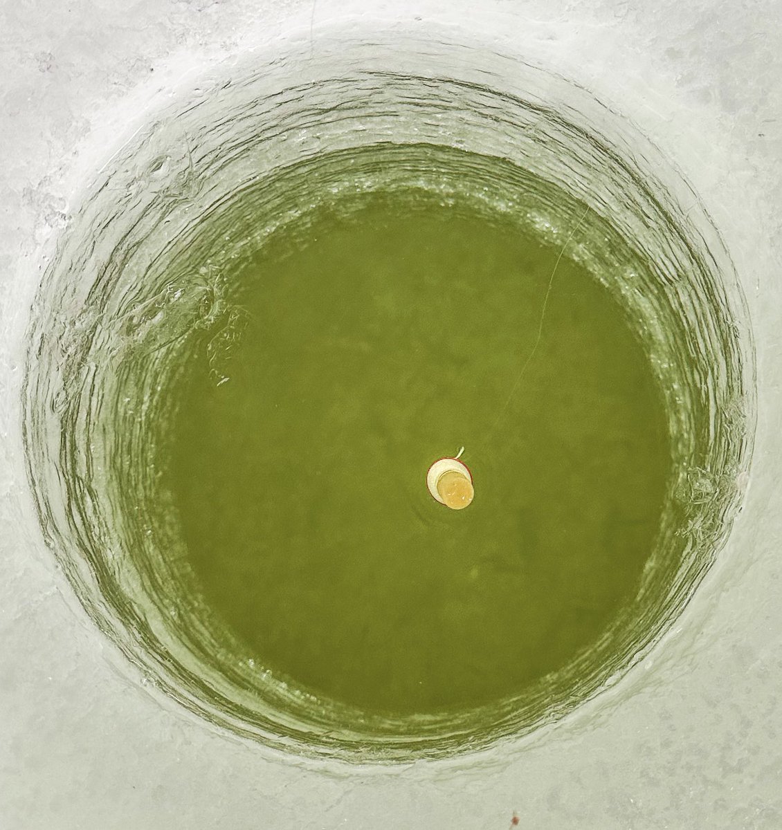 prairieguy2016's tweet image. A little hard to see in the photo but those darker spots down in the hole are fish. They were taunting me. Today, the fish won… #icefishing #winter #northdakota #prairie