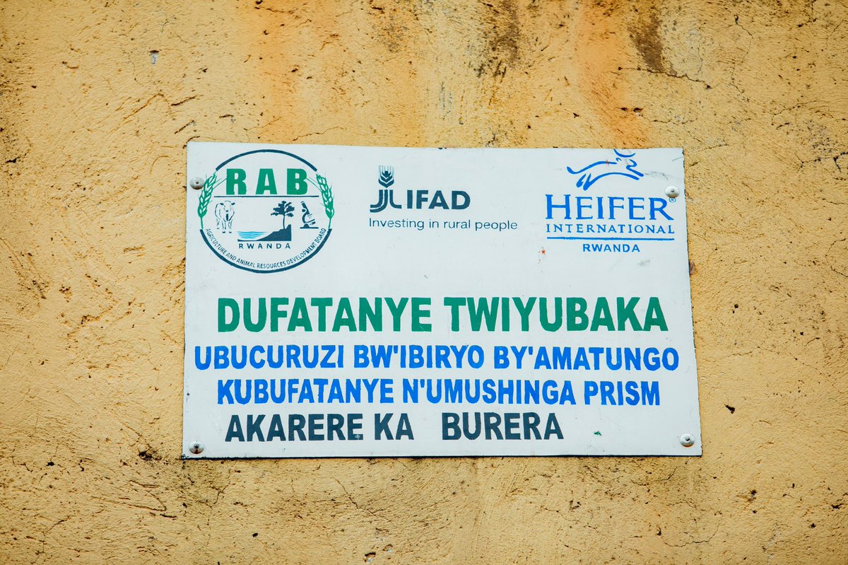 Agronomme_'s tweet photo. FROM INNOVATION TO IMPACT: HOW FARMERS ARE REDEFINING LIVESTOCK FEEDING
Access to affordable animal feed has long been one of the biggest barriers to successful small livestock farming. Today, practical solutions rooted in farmer knowledge and innovation are changing that reality—showing that sustainable livestock production can start at community level.
Through the #PRISMProject, farmers are adopting alternative feeding systems such as Black Soldier Fly (BSF) and Azolla, turning local resources into reliable feed for pigs and small livestock.
One of the farmers embracing this innovation is Ntirenganya Jean Bosco, a Black Soldier Fly producer from @BureraDistrict, Gahunga Sector, Rwasa Cell. With support from PRISM, he has established BSF production that now supplies protein-rich feed for livestock.
He explains that BSF farming has significantly eased the challenge of feed access. Instead of relying on expensive commercial feeds, farmers can now produce feed locally, reduce costs, and improve animal performance.
What once limited livestock growth has become an opportunity for efficiency and sustainability.
Alongside BSF, farmers are also cultivating Azolla, an aquatic plant used as green feed for pigs and other small livestock. Pig farmers using Azolla report improved access to feed and lower production costs, especially during periods when conventional feeds are scarce.
By integrating Azolla into daily feeding practices, households are strengthening livestock productivity while conserving resources.
The impact of PRISM is also visible through organized farmer groups. One such group is “Dufatanye Twiyubaka”, led by Niyonsenga Emmaculle, which is actively engaged in the sale of animal feeds and livestock products, including eggs.
Before launching these activities, PRISM provided training to build technical skills and group management capacity. The group also received livestock support—chickens, sheep, and goats—under the Passing on the Gift approach, ensuring that benefits extend to other farmers in the community.
Group members shared that the training and support received through PRISM have brought meaningful changes at household level. Many families now keep chickens at home, contributing to improved nutrition and reduced malnutrition.
Increased income has enabled families to pay school fees, meet daily needs, and ease financial pressures.
Members also noted improved family harmony, as stable livelihoods have reduced stress and conflicts within households.
The adoption of BSF and Azolla reflects a broader shift toward climate-smart, community-driven livestock solutions. By equipping farmers with knowledge and practical tools, #PRISM is helping communities build systems that will continue delivering benefits well beyond the project period.
What is unfolding is more than innovation—it is a pathway toward resilient livelihoods, healthier families, and sustainable livestock farming.
#PRISMImpacts #PRISMProject