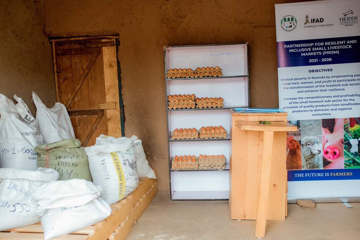 Agronomme_'s tweet photo. FROM INNOVATION TO IMPACT: HOW FARMERS ARE REDEFINING LIVESTOCK FEEDING
Access to affordable animal feed has long been one of the biggest barriers to successful small livestock farming. Today, practical solutions rooted in farmer knowledge and innovation are changing that reality—showing that sustainable livestock production can start at community level.
Through the #PRISMProject, farmers are adopting alternative feeding systems such as Black Soldier Fly (BSF) and Azolla, turning local resources into reliable feed for pigs and small livestock.
One of the farmers embracing this innovation is Ntirenganya Jean Bosco, a Black Soldier Fly producer from @BureraDistrict, Gahunga Sector, Rwasa Cell. With support from PRISM, he has established BSF production that now supplies protein-rich feed for livestock.
He explains that BSF farming has significantly eased the challenge of feed access. Instead of relying on expensive commercial feeds, farmers can now produce feed locally, reduce costs, and improve animal performance.
What once limited livestock growth has become an opportunity for efficiency and sustainability.
Alongside BSF, farmers are also cultivating Azolla, an aquatic plant used as green feed for pigs and other small livestock. Pig farmers using Azolla report improved access to feed and lower production costs, especially during periods when conventional feeds are scarce.
By integrating Azolla into daily feeding practices, households are strengthening livestock productivity while conserving resources.
The impact of PRISM is also visible through organized farmer groups. One such group is “Dufatanye Twiyubaka”, led by Niyonsenga Emmaculle, which is actively engaged in the sale of animal feeds and livestock products, including eggs.
Before launching these activities, PRISM provided training to build technical skills and group management capacity. The group also received livestock support—chickens, sheep, and goats—under the Passing on the Gift approach, ensuring that benefits extend to other farmers in the community.
Group members shared that the training and support received through PRISM have brought meaningful changes at household level. Many families now keep chickens at home, contributing to improved nutrition and reduced malnutrition.
Increased income has enabled families to pay school fees, meet daily needs, and ease financial pressures.
Members also noted improved family harmony, as stable livelihoods have reduced stress and conflicts within households.
The adoption of BSF and Azolla reflects a broader shift toward climate-smart, community-driven livestock solutions. By equipping farmers with knowledge and practical tools, #PRISM is helping communities build systems that will continue delivering benefits well beyond the project period.
What is unfolding is more than innovation—it is a pathway toward resilient livelihoods, healthier families, and sustainable livestock farming.
#PRISMImpacts #PRISMProject