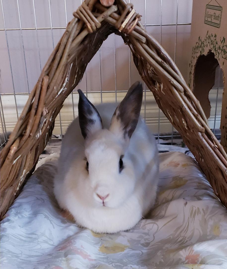 ttas's tweet image. Good afternoon, friends! The bunnies are all warm and cozy in their beds on this cold and stormy day in Scottsdale, AZ. Winston loves his new tent he received for Christmas from your generous donations!