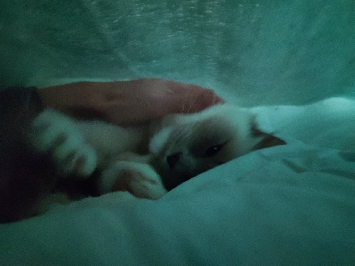 Hi furriends ! Maman came back from the South during my siesta !#catsoftwitter #catsontwitter #catsofx #CatsOnX