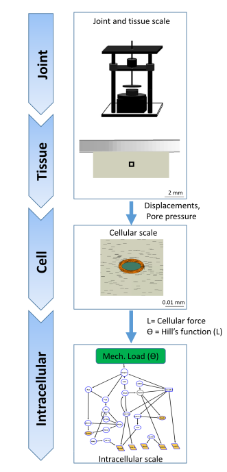 SatanikMukherj2's tweet photo. Excited to share our new bioRxiv preprint!! We developed a multiscale model linking tissue &amp; cell mechanics to gene/protein networks, bridging mechanical loading and biological response in cartilage.  
#Mechanobiology #ArticularCartilage #Osteoarthritis  #MultiscaleModeling https://t.co/NNbsBzFp0U