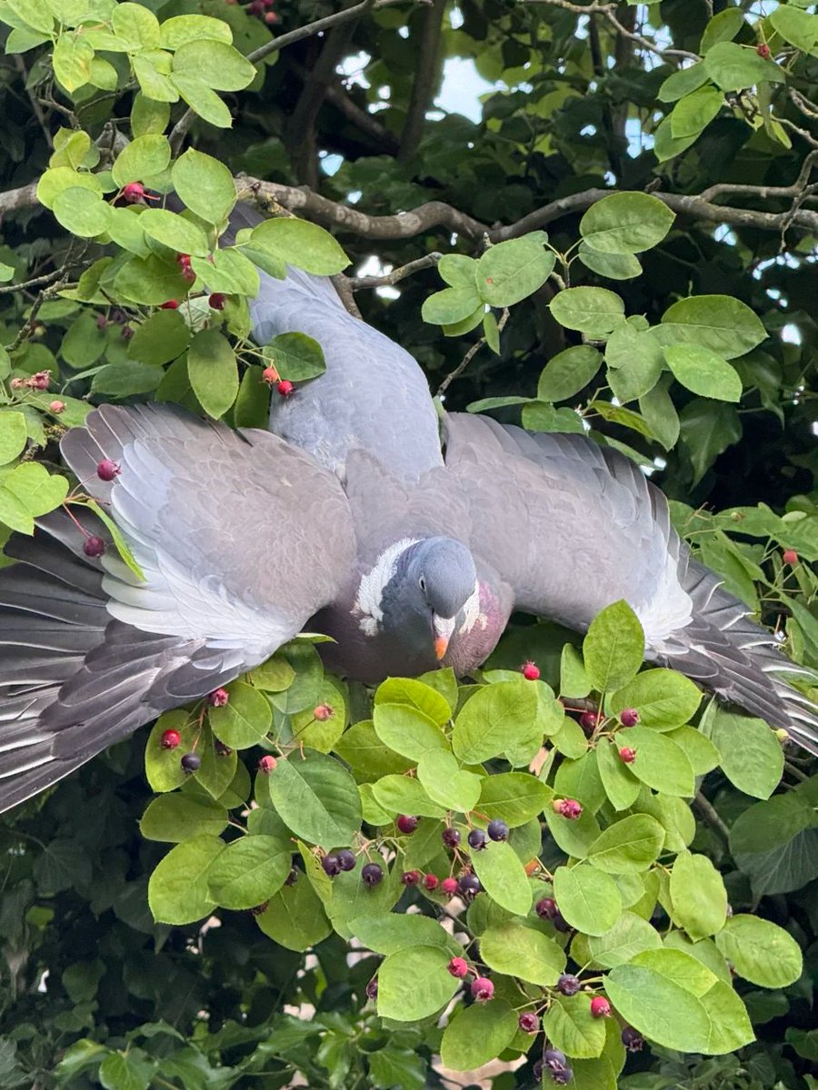 LunaBloom4100's tweet photo. Berry picking is a great snapshot of nature. 🐦 https://t.co/vH1IF1idLa