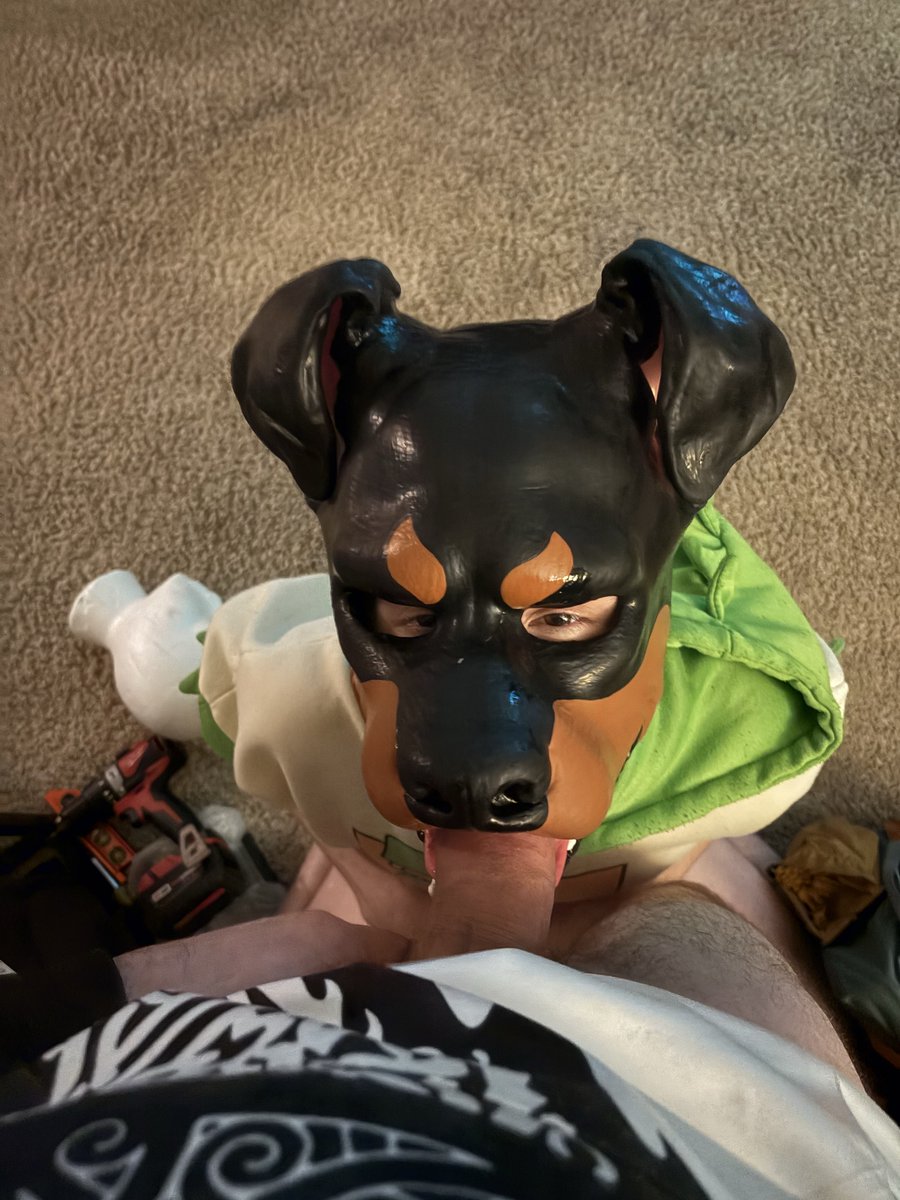 GatorRottieAD's tweet photo. He looks really cute as a Rottie >.> https://t.co/KPjJDsNBhE