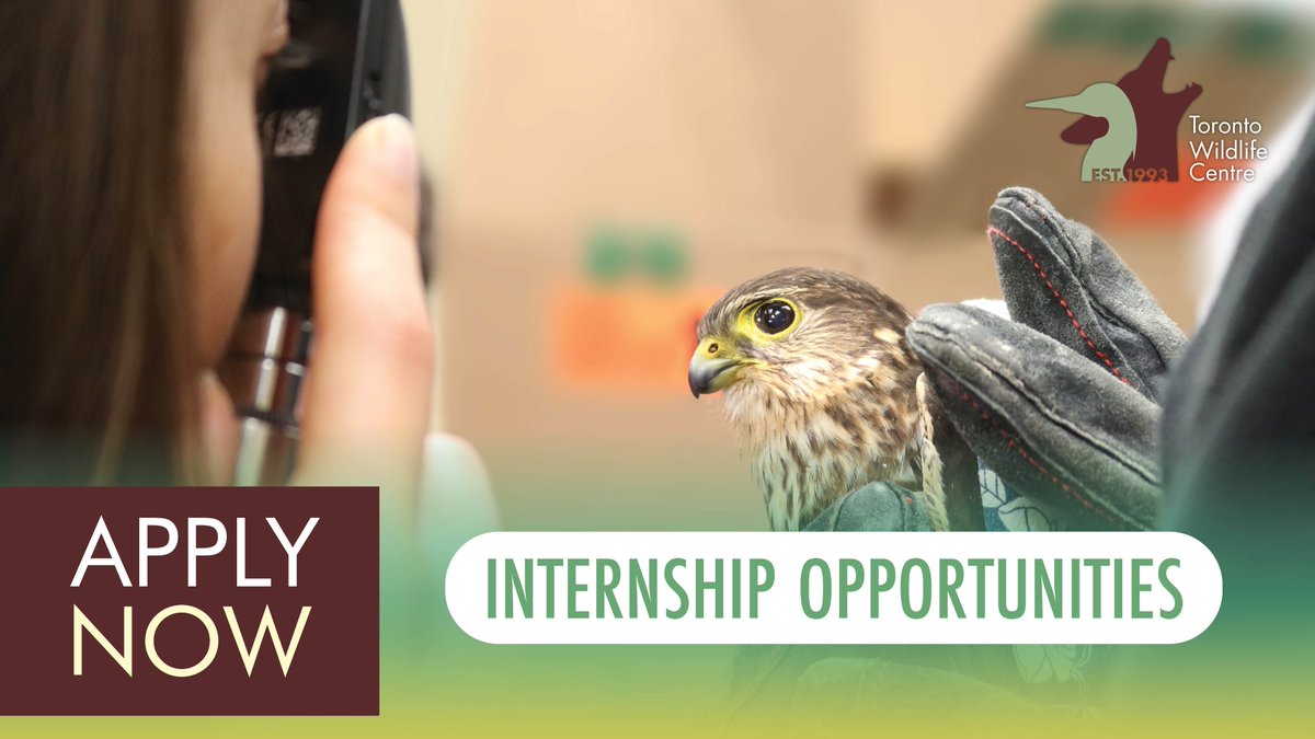 TWC_Wildlife's tweet image. Looking for a unique opportunity to help wild animals? Apply for TWC's #volunteer #internships by Feb 1st!

🐢 Wildlife Rehabilitation Internship (16 or 12 weeks)
🦢 Wildlife Rescue Internship
🦨 Wildlife Hotline and Education Internship

Learn more: torontowildlifecentre.com/volunteer/inte…
