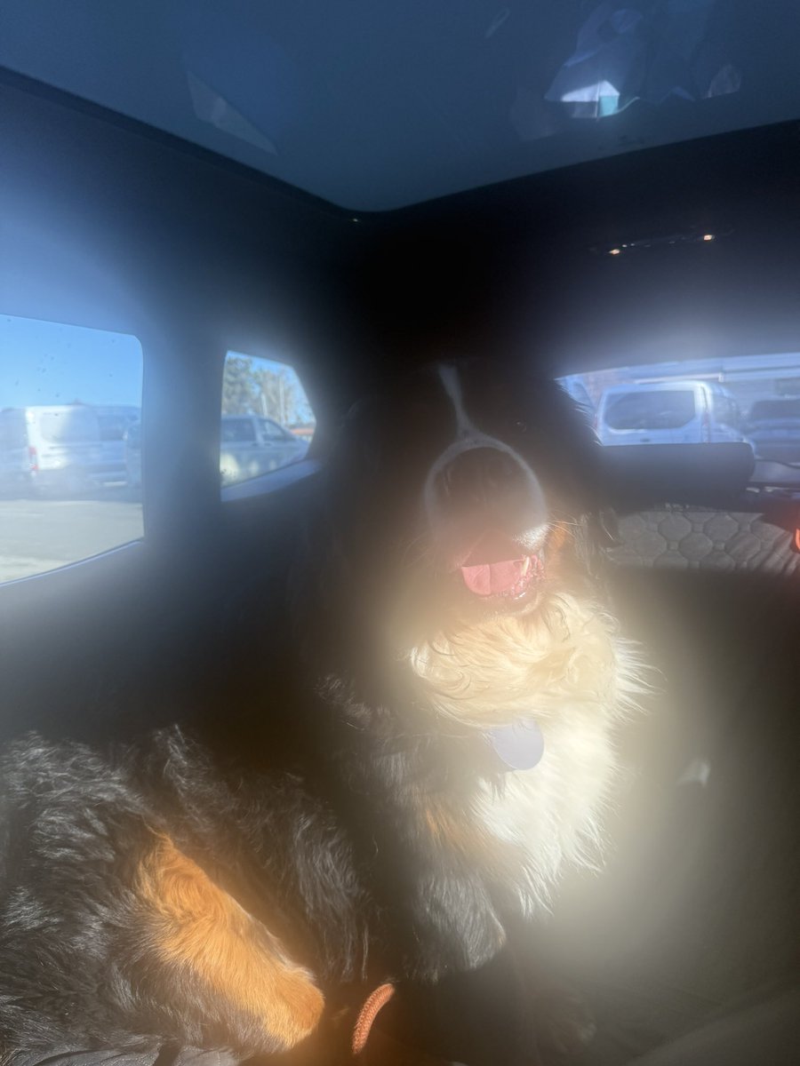 RussianBerner's tweet photo. In a completely soulless and broken world full of cruelty, lies and depravity, incredibly grateful for my ray of sunshine 😇🙏🐾❤️🩹 #thursdayvibes #dogsareangels https://t.co/DmztTBoO2b