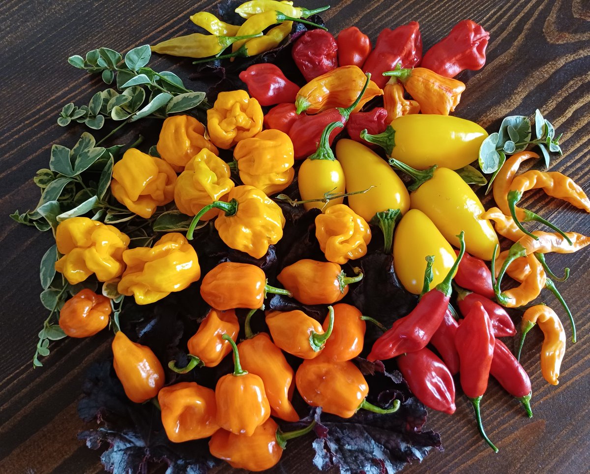 villaribo2016's tweet image. Тред по гострим перцям🌶
В цьому році не буде поділу на низькорослі та високорослі.Вже по досвіду можу сказать-висота часто залежить від місця посадки та догляду.Так само,як і врожайність. А тому розпочну з самого найгострішого з наявних🔥🌶 
Номерую.Під твітами пишіть +
Сію за…