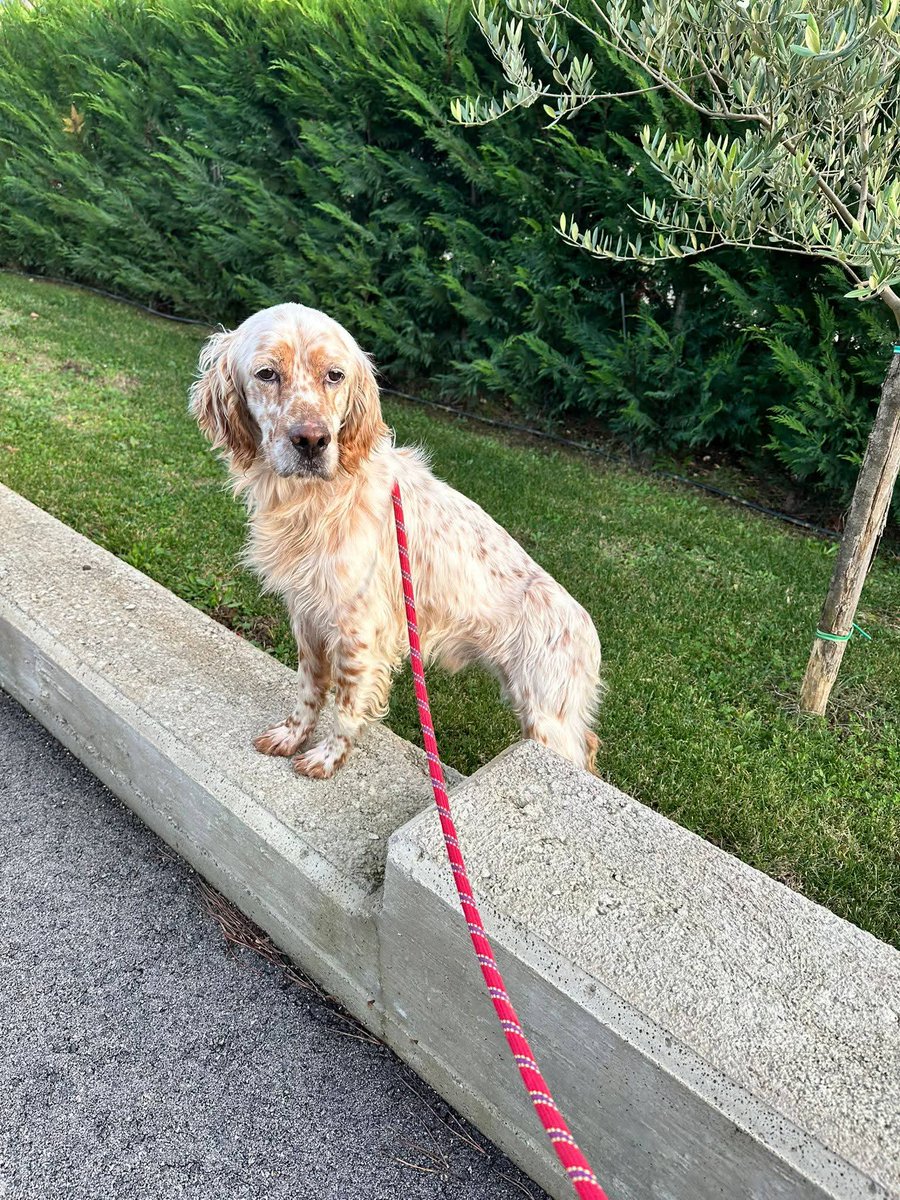 tiziana_55's tweet image. Ricevo,GENOVA,questo spettacolare setter puro è qui per avere finalmente una famiglia che lo accolga come parte integrante della famiglia e non solo come oggetto.
Giovanissimo 1 anno e mezzo è vivace ma molto coccolone! Ha chip,vaccini castrato.Chi si innamora di lui ?
3473323008