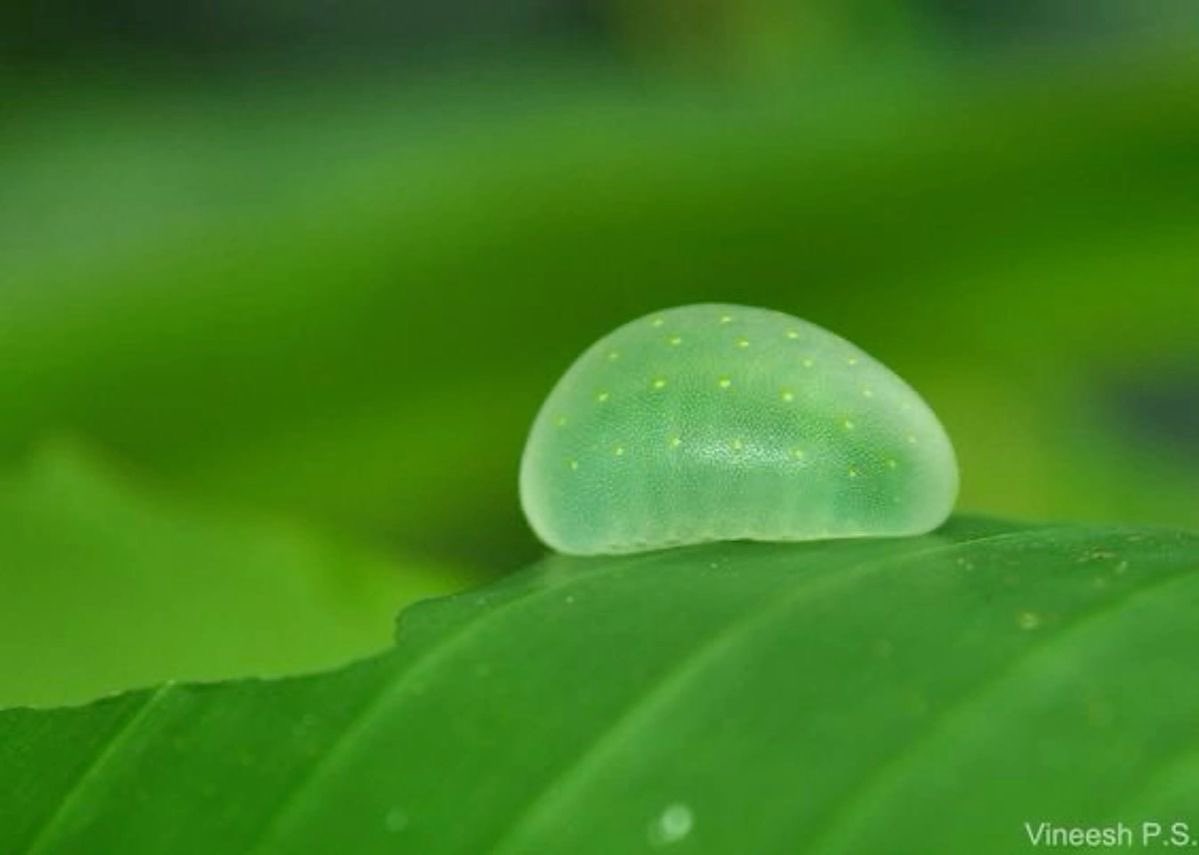 Spadiddle's tweet image. Jellybean