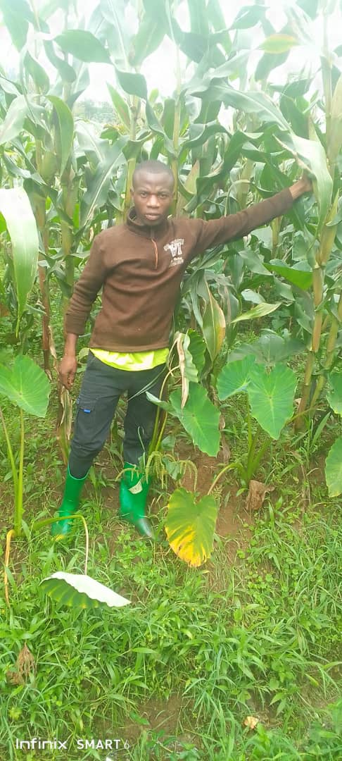 Fondation3600's tweet photo. On January 8, 2026, at Ruzibira site, Mahembe, @Nyamasheke, maize was healthy, but some farmers harvested immature crops to solve problems. Sensitization continues, advising proper harvesting and using income to buy food for households. https://t.co/vCoCZ5TJIl
