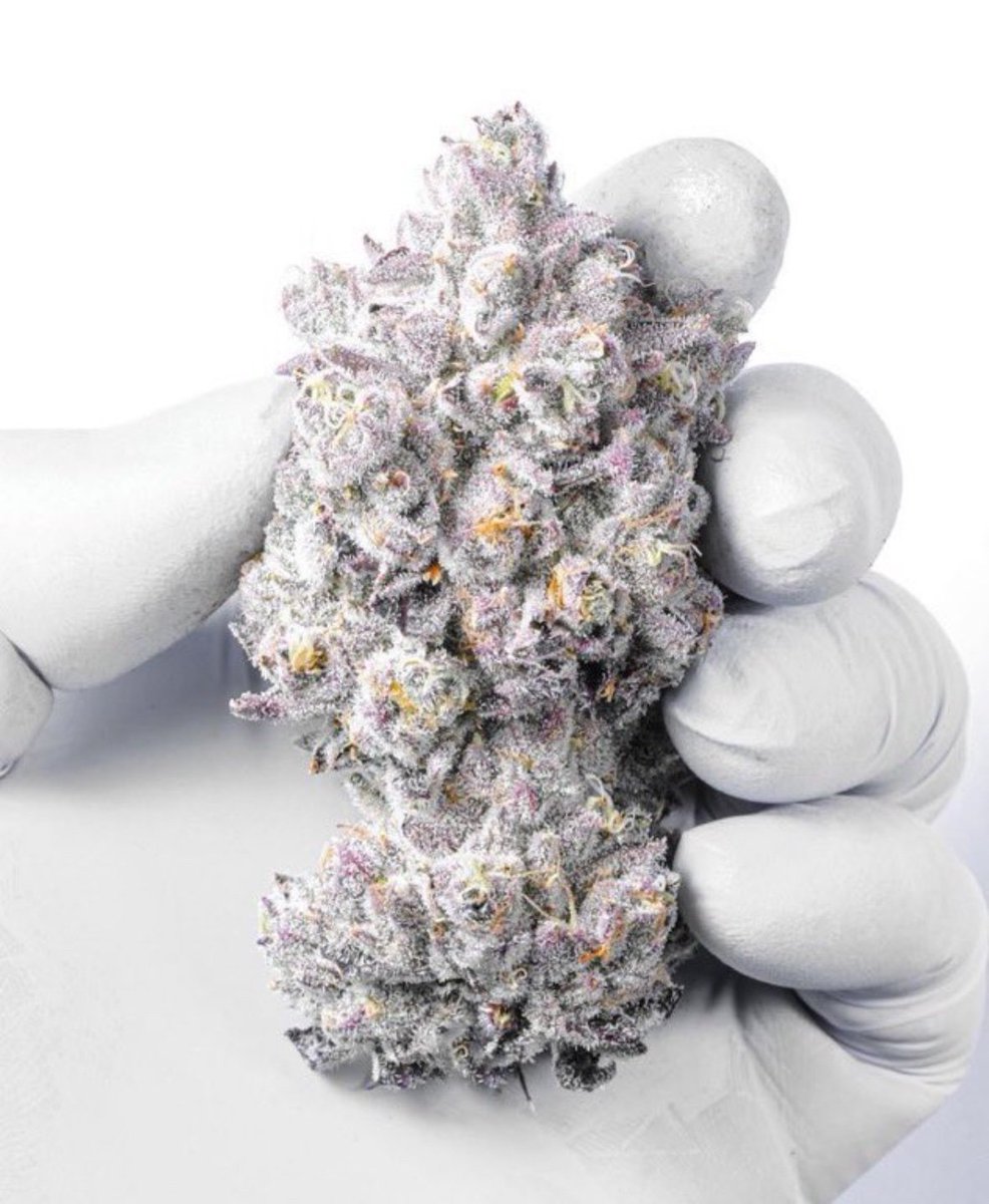 MEMBERS ONLY ⛽️ tweet media