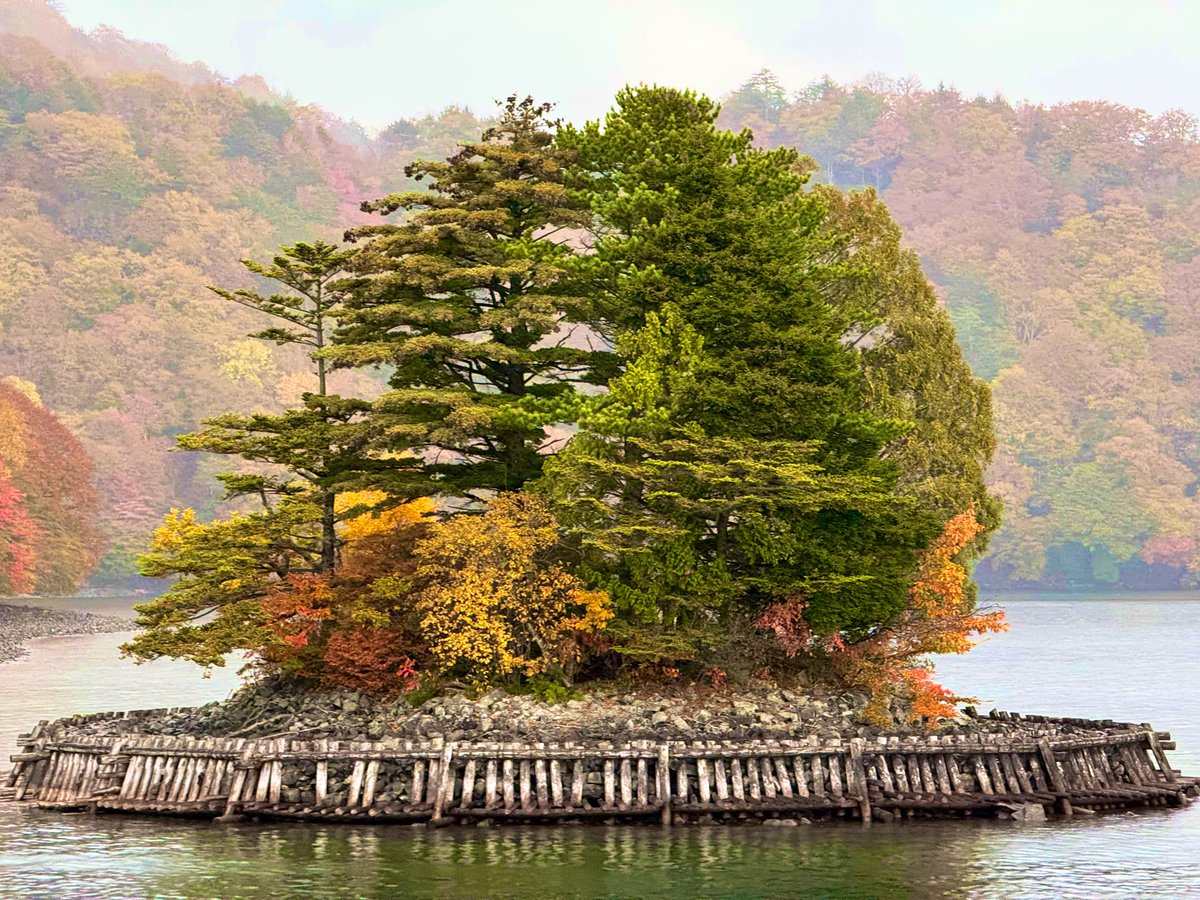 jjmmli's tweet image. 🌳 Time for some trees Trees, the silent storytellers of nature.   Let’s see your tree captures