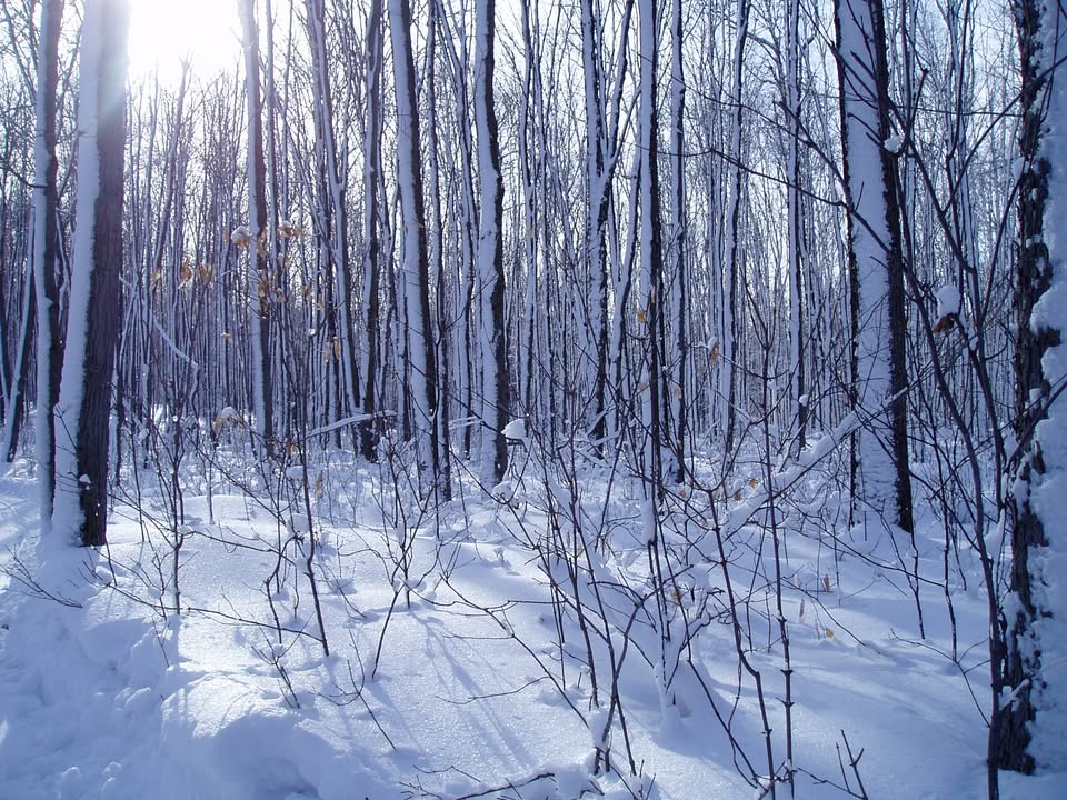 Wondering if your favourite park is a snow-covered winter wonderland yet? ❄️ 

Check the Ontario Parks Snow Report: ontarioparks.ca/snowreport