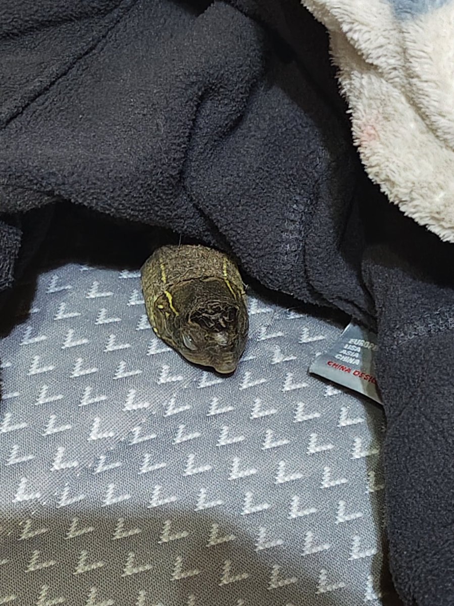 sakanakana tweet media