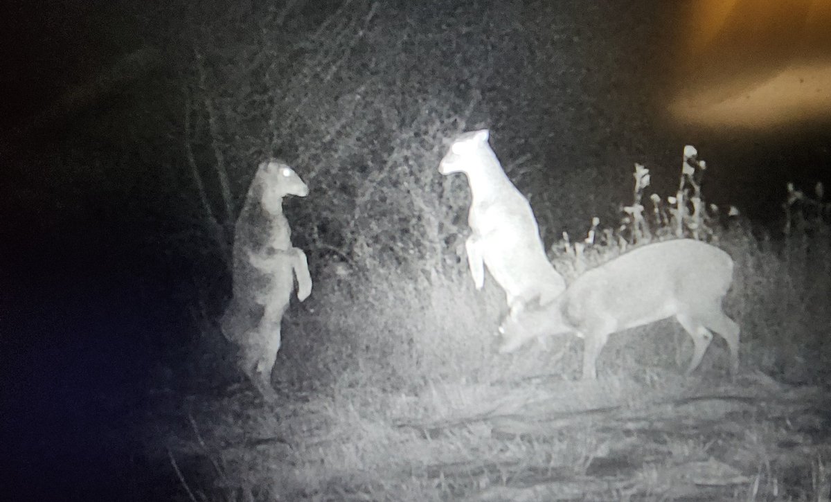 BrianKelly440's tweet photo. Why is it when I see the does on my trail cam. I immediately hear the song Kung Fu Fighting... https://t.co/72XLQQeoBS