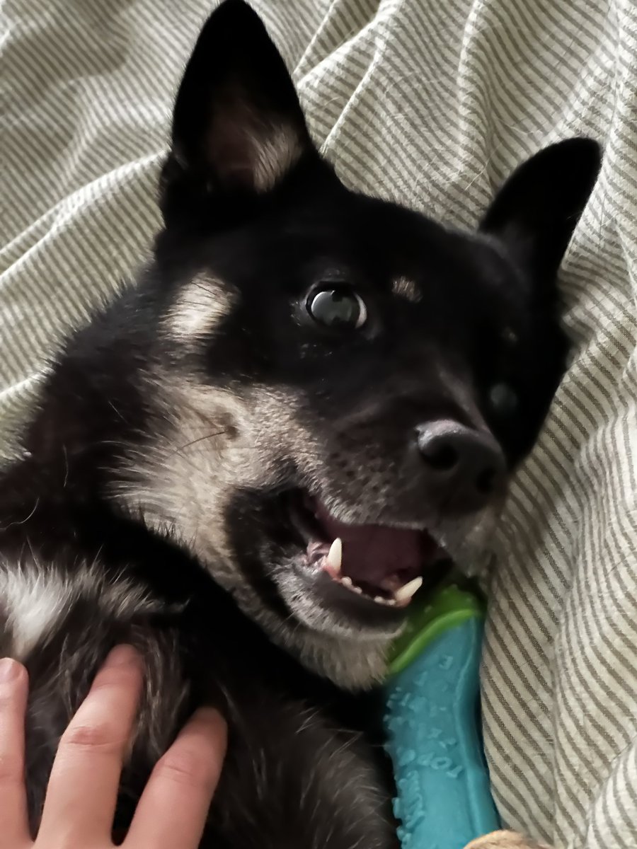 우헤헤헤헤헤 모닝 강아