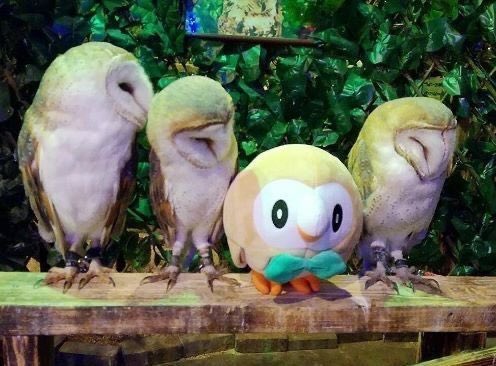 pokemon_twts's tweet image. 