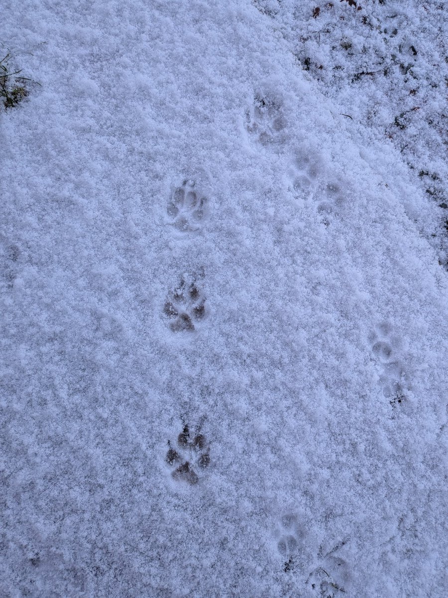 Julie -DogCast Radio tweet media