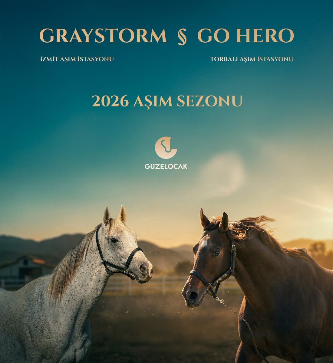 GuzelocakEkuri's tweet photo. 2026 aşım sezonunda; bugüne kadar aygırlarımızı tercih eden yetiştiricilerimize teşekkür ederiz. 
Graystorm, İzmit Aşım İstasyonu'nda
Go Hero, İzmir Torbalı Aşım İstasyonu'nda
sezon boyunca hizmet vereceklerdir.