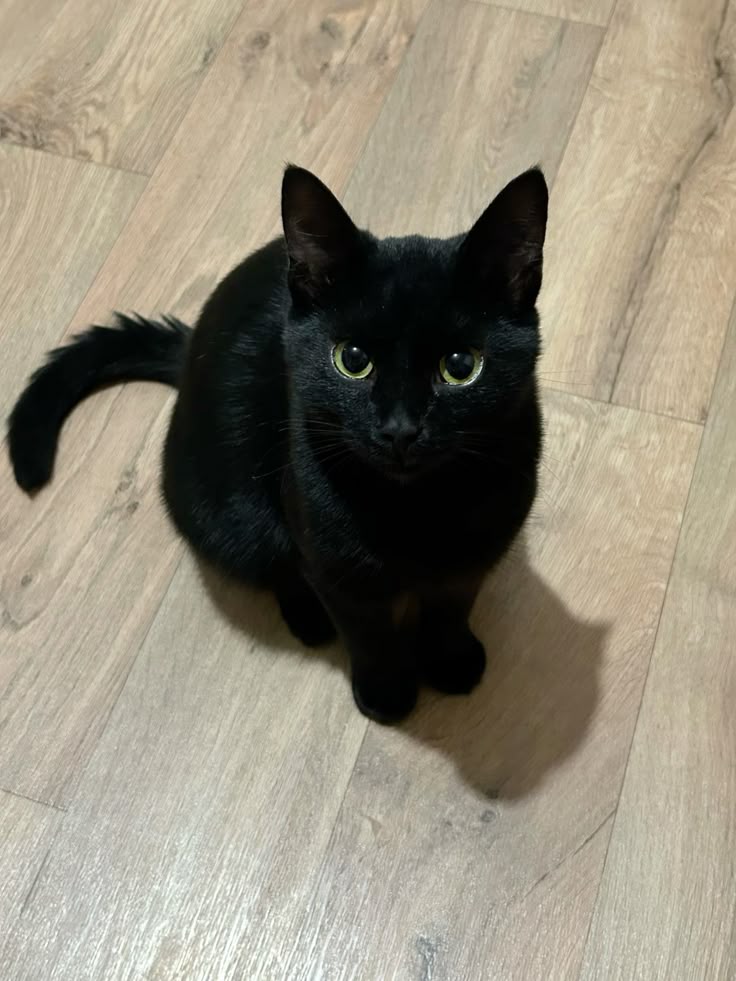 Si es verdad que se van a llevar los barriles, eso significa que va a desaparecer mi gato hecho de petróleo? 

Justamente cuando le agarre cariño :'v