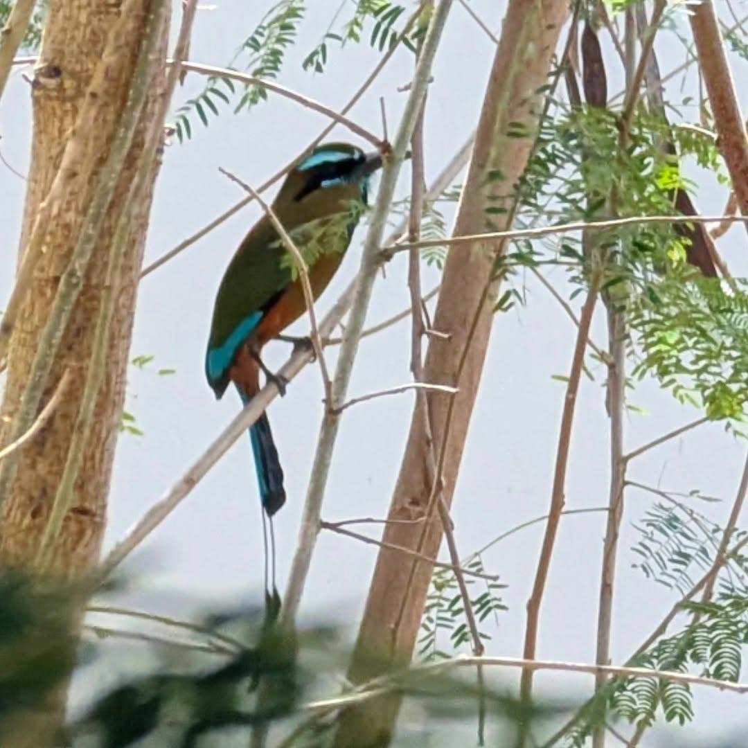 PMounou's tweet photo. C'est officiel ! Quel rêve, c'est une bénédiction. Il s'installe chez nous.
Voici Elliott le Motmot Mounou!
#turquoisebrowedmotmot #motmotàsourcilsbleus #motmot https://t.co/bXBSt5hayY