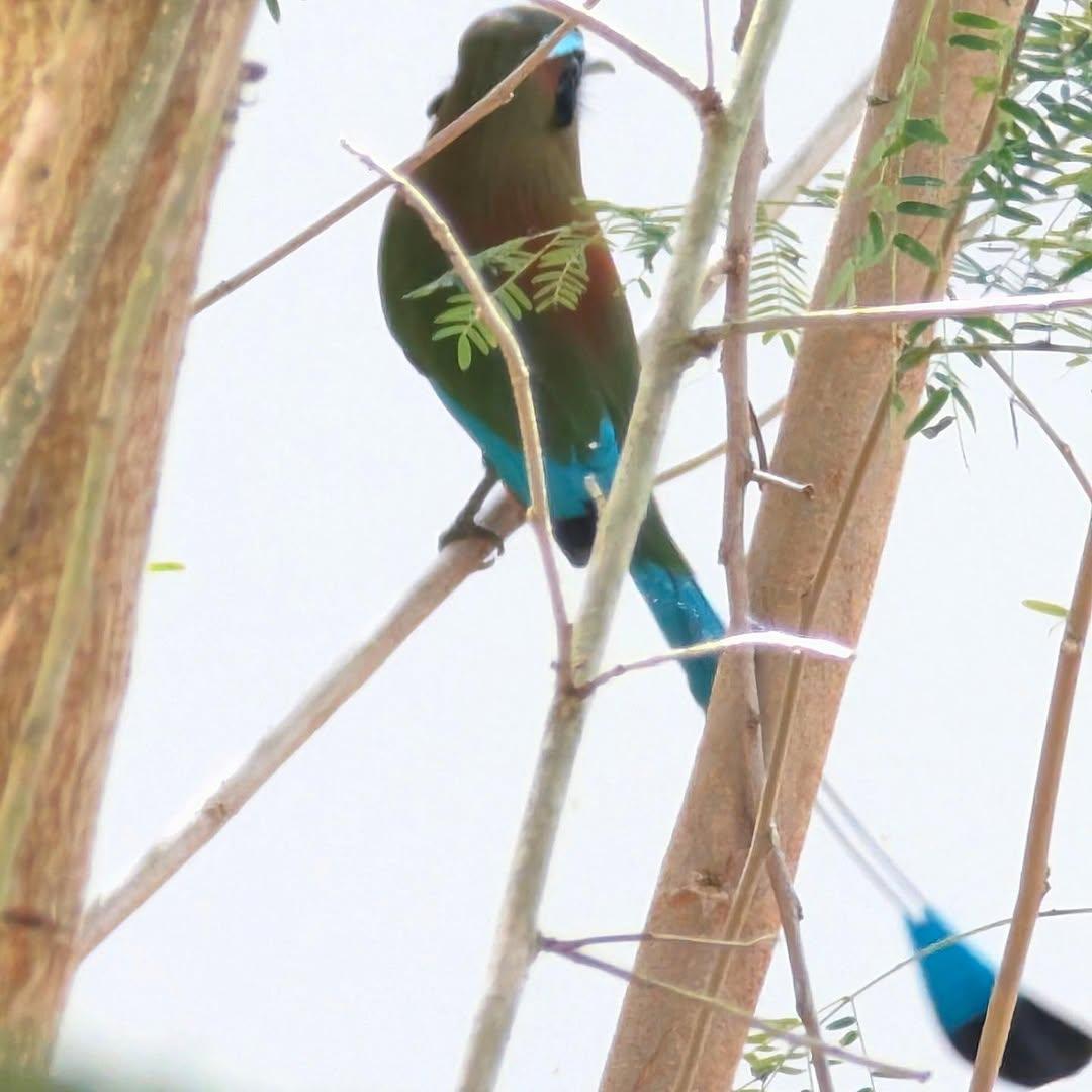 PMounou's tweet photo. Elliott le Motmot Mounou!
#turquoisebrowedmotmot #motmotàsourcilsbleus #motmot https://t.co/QOhyetNG1X