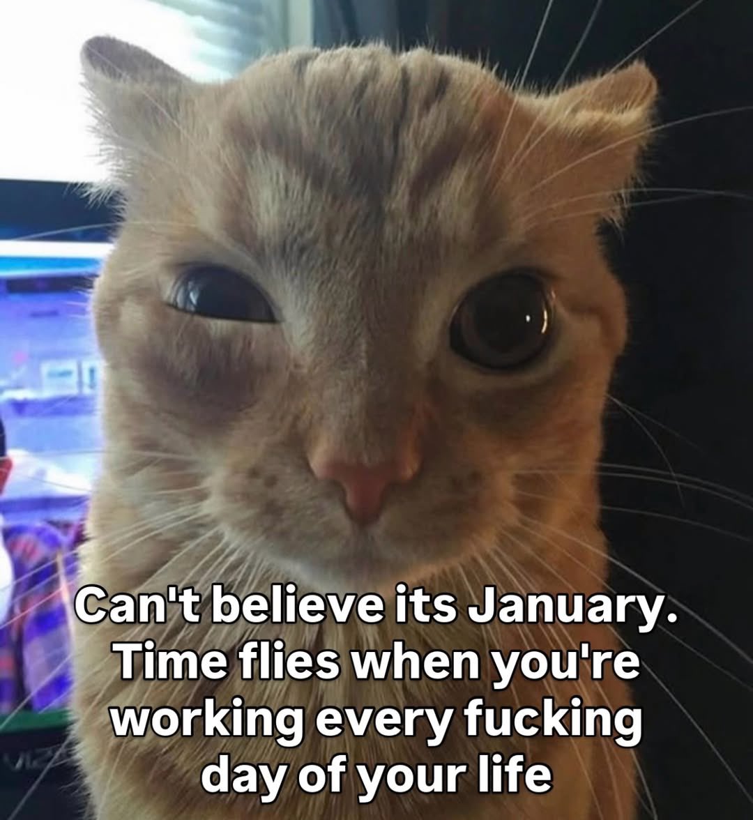 LiterallyMeCats (@literallymecats) on Twitter photo 