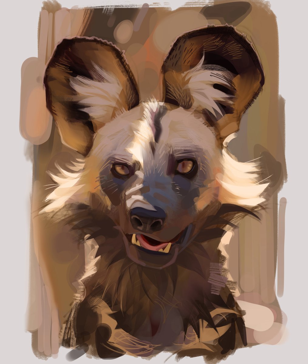 Lighting study on this african wild dog, very wild