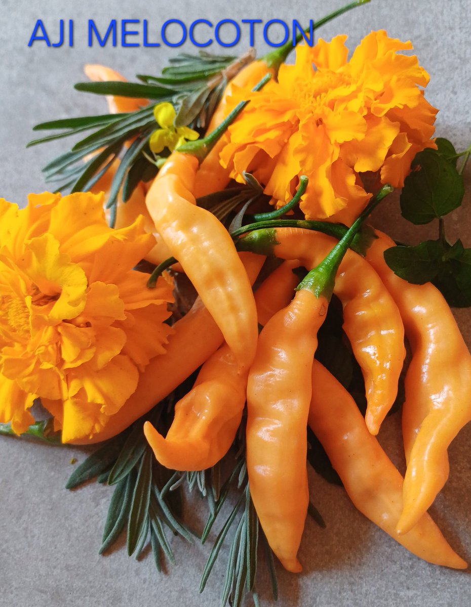 villaribo2016's tweet image. 1️⃣4️⃣