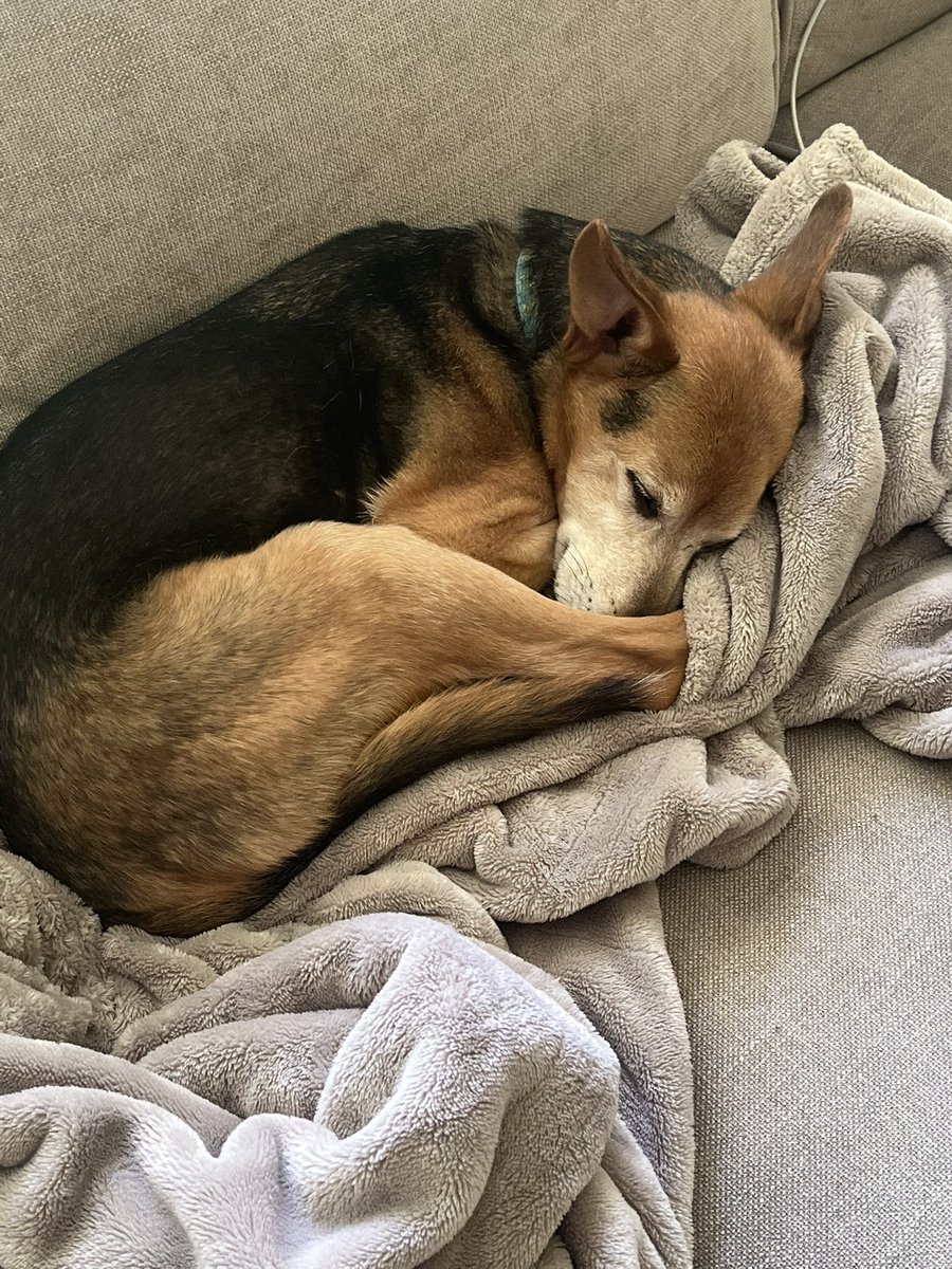 Steve Durr tweet media