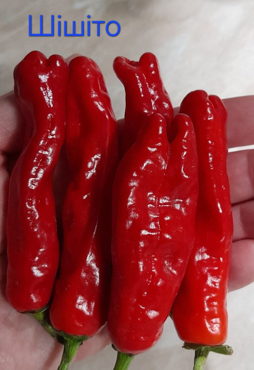 villaribo2016's tweet image. 