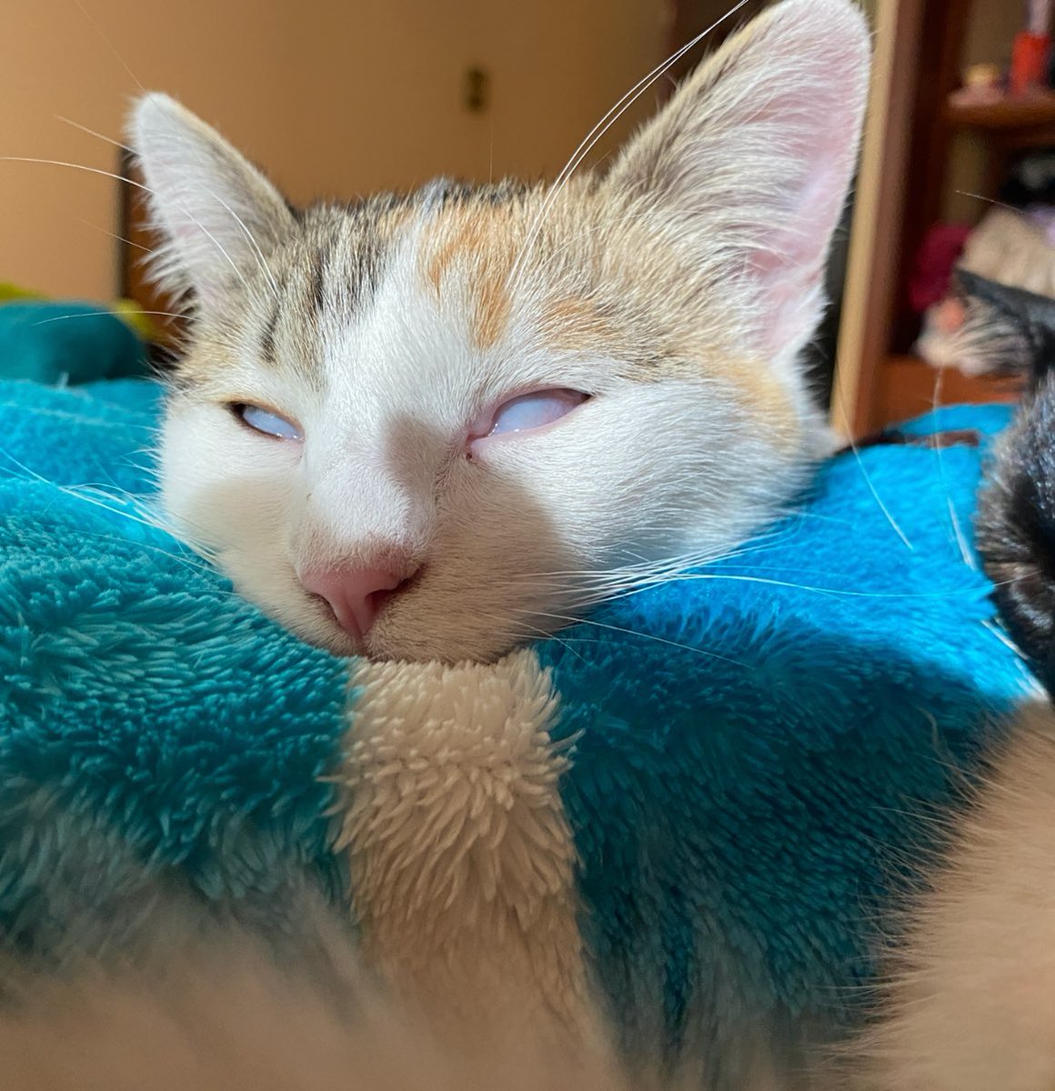 Después de ser una gatita de la calle desconfiada y asustada (aún le teme a las escobas 🧹), Pluma duerme ahora con tanta tranquilidad que parece poseída 😂