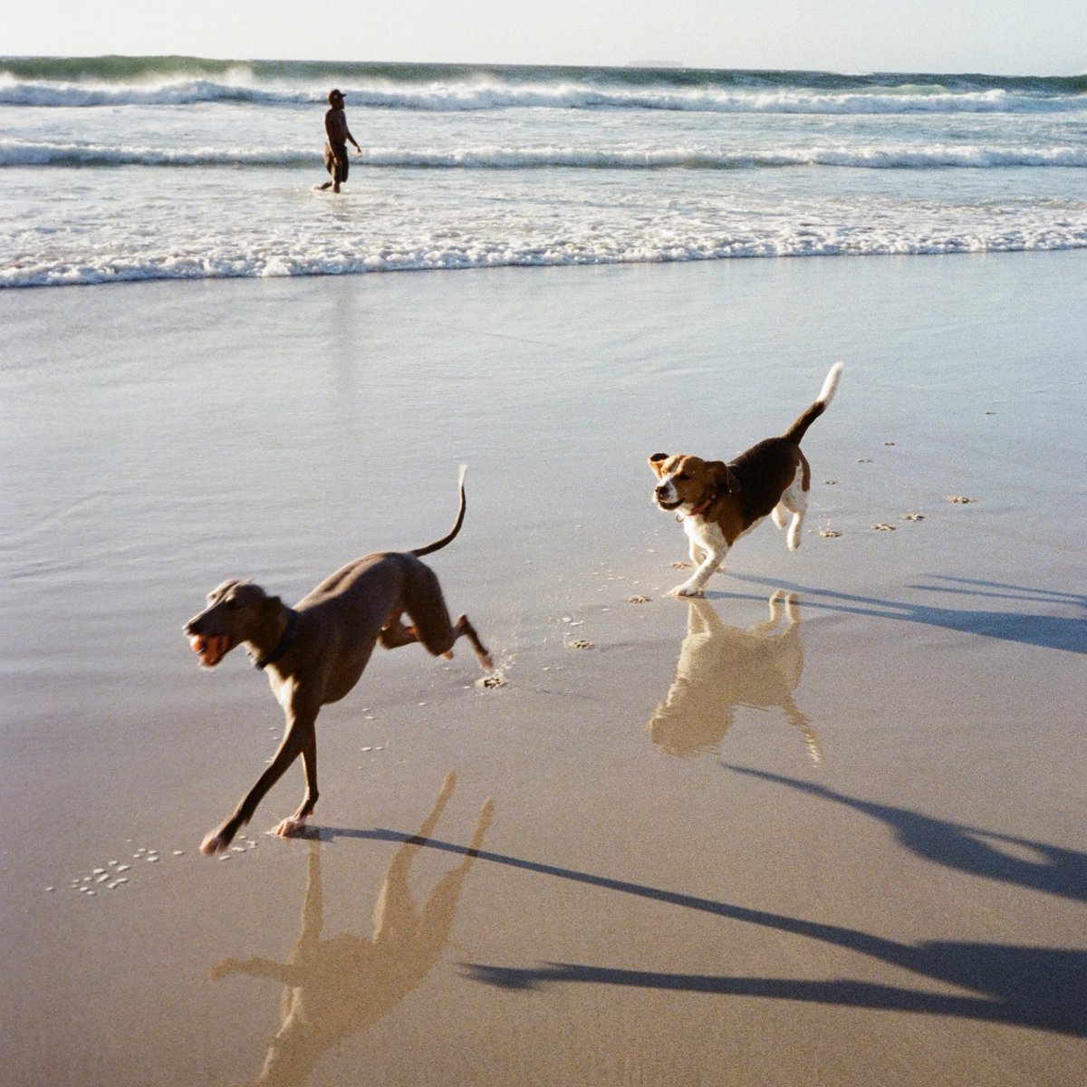 ethan daly tweet media