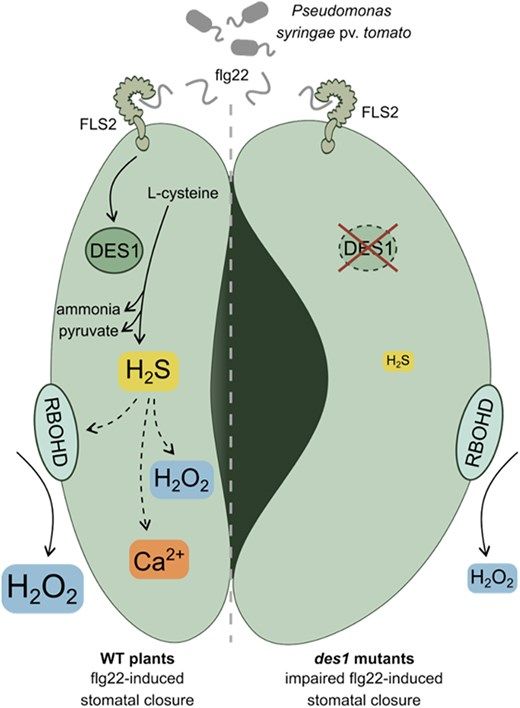 Plant Physiology tweet media