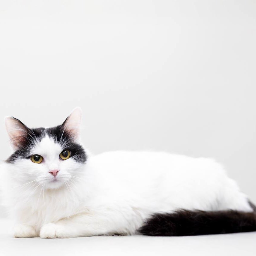 Друзья, сделайте пожалуйста ретвит! Авось нас заметит человек из Москвы и МО, у которого в планах на 2026 год есть укотовление импозантного кошкомужчины с белым торсом и чёрным хвостом 

Это Краш, ему два года и он выразителен, ласков, розовонос и готов лежать на вашем диване 💖