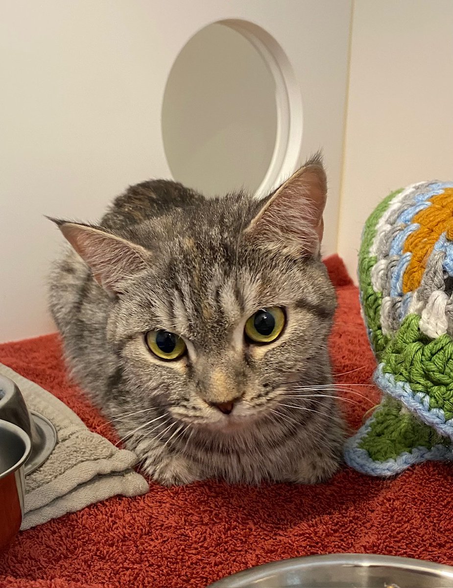GuelphLostPets's tweet image. SEEKING OWNER. Young grey tabby short-haired female cat found in westbound lane of Hwy 401, #Innerkip &amp;amp; #Drumbo exit, #OxfordCounty on Jan 8. If she's yours or you have any info about her contact  #Guelph Humane Society at 519-824-3091 or lostandfound@guelphhumane.ca (2000382175)