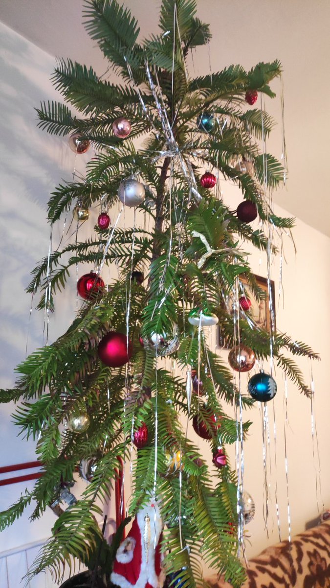 #HappyNewYear #2026y
#Wollemia