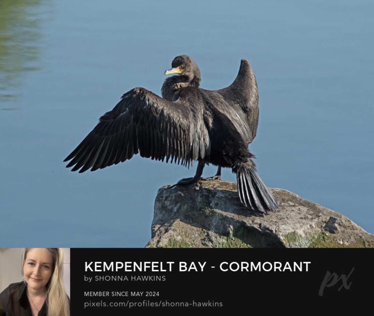 shonna99784's tweet image. Kempenfelt Bay - Cormorant Perched on a Rock pixels.com/featured/kempe…

#KempenfeltBay #Cormorant #Perched #OnARock #WallArt #FineArtPrints #HomeDecor #BuyIntoArt