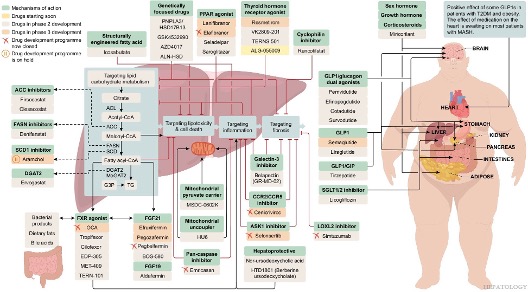 Review Article

MASH clinical trials and drugs pipeline: An impending tsunami

Noureddin
#LiverX
shorturl.at/oir5U