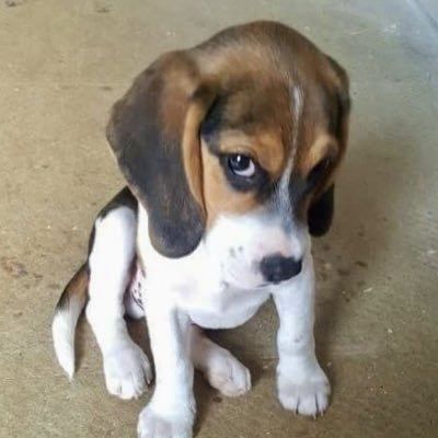 viilellaa_'s tweet image. eu me identifico com todos esses cachorrinhos bobinhos