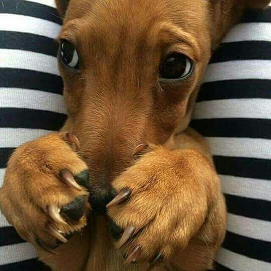 viilellaa_'s tweet image. eu me identifico com todos esses cachorrinhos bobinhos