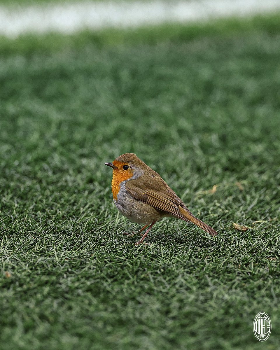 acmilan's tweet image. An adorable pitch invader at San Siro 🐤