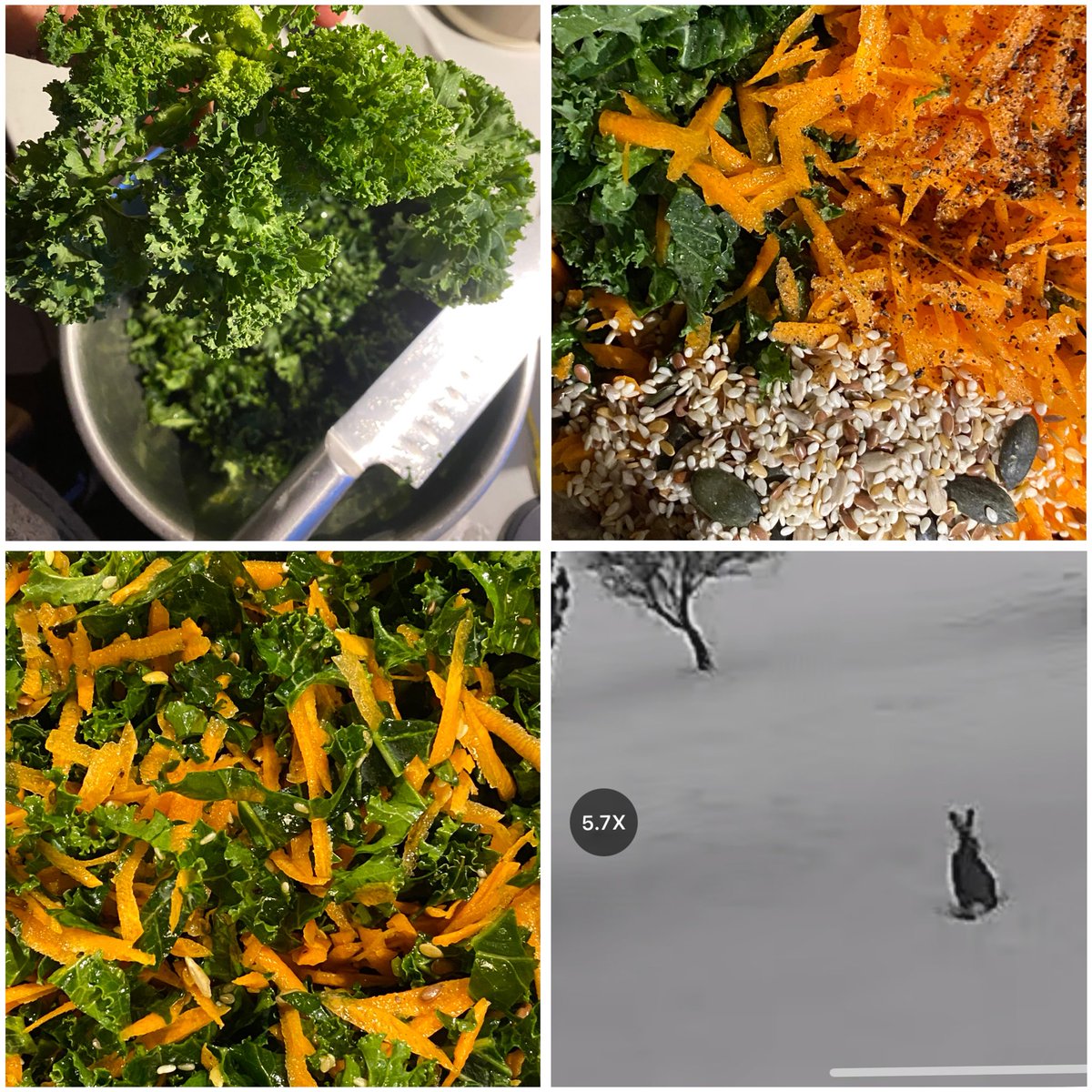 Saruna šorīt:
– Ko necel telefonu?
– Dārzā biju. 
– Puķes gāji skatīties, vai??
– Nē, pēc salātiem. 

Foto: svaigi vāktie salāti.
P.s. Zaķis nav salātos, vienkārši pozē.