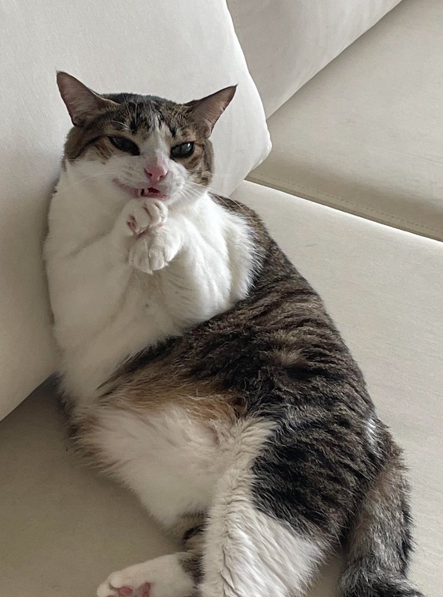 The Cats 𝕏 (@thecatsx) on Twitter photo 